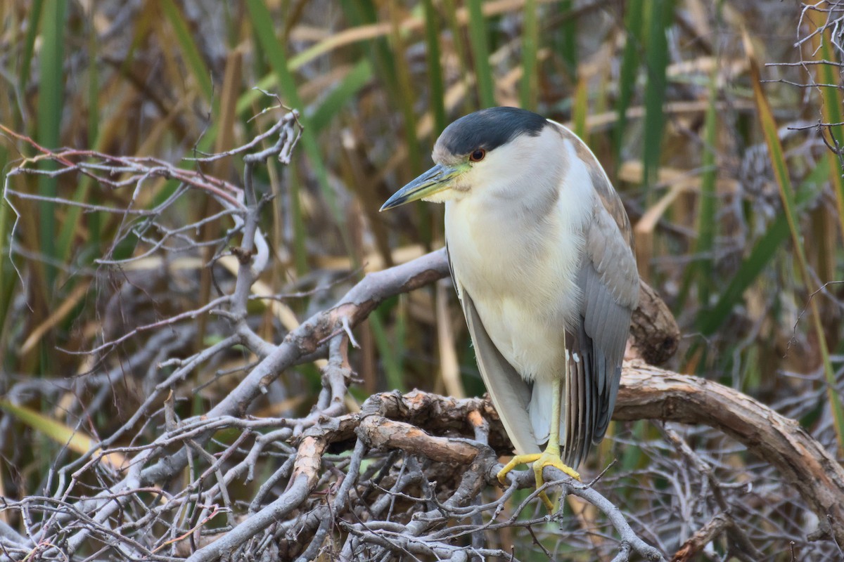 Black-crowned Night Heron - ML627960966