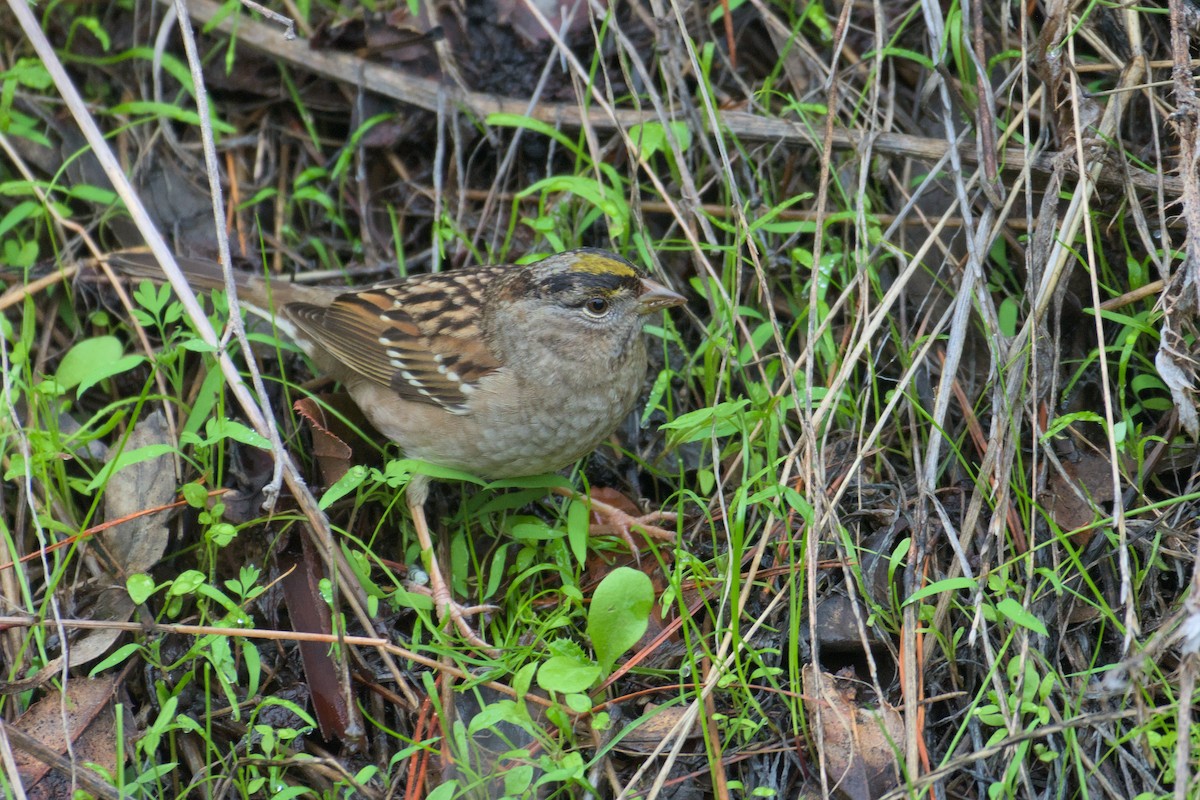 Golden-crowned Sparrow - ML627960982