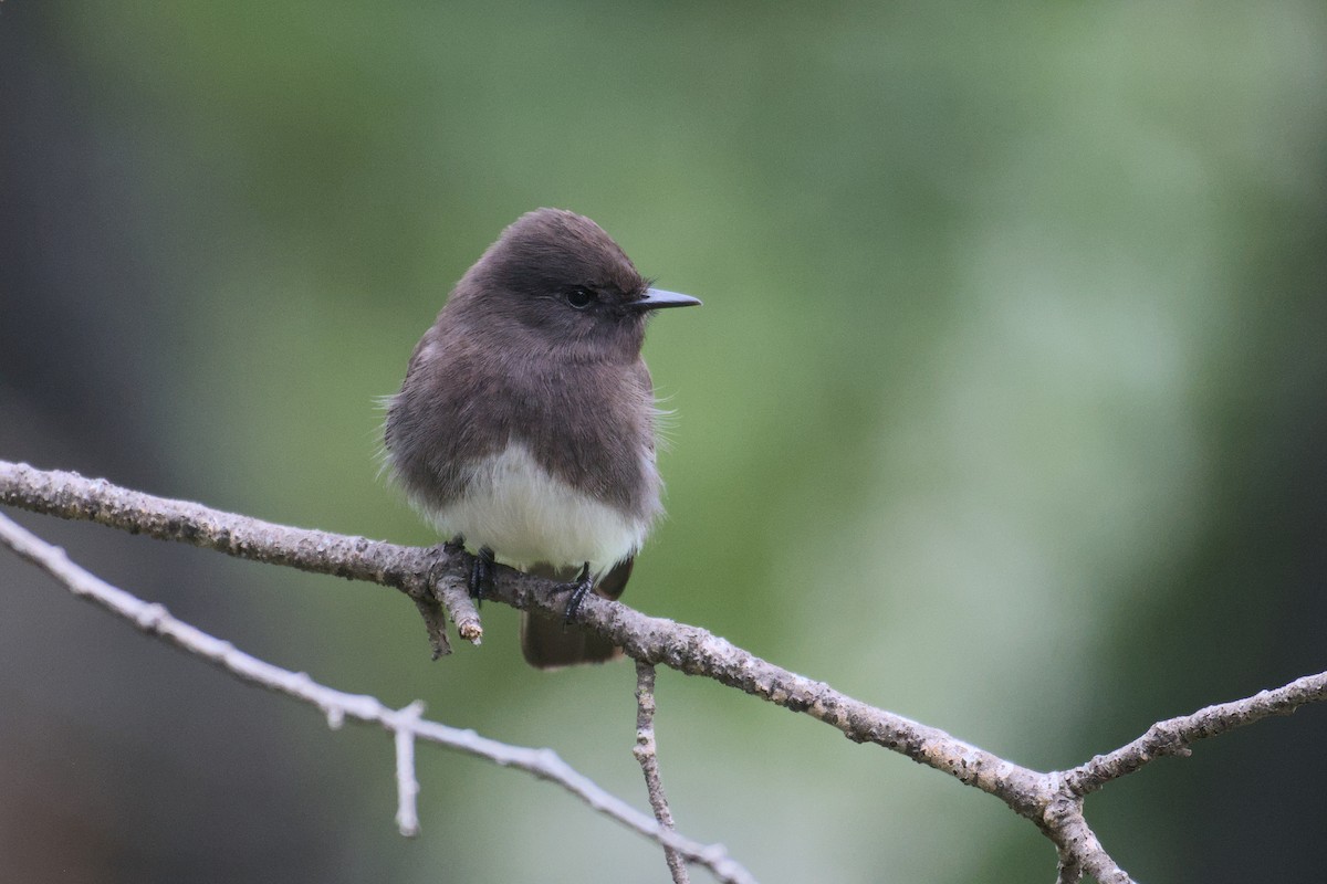 Black Phoebe - ML627960988