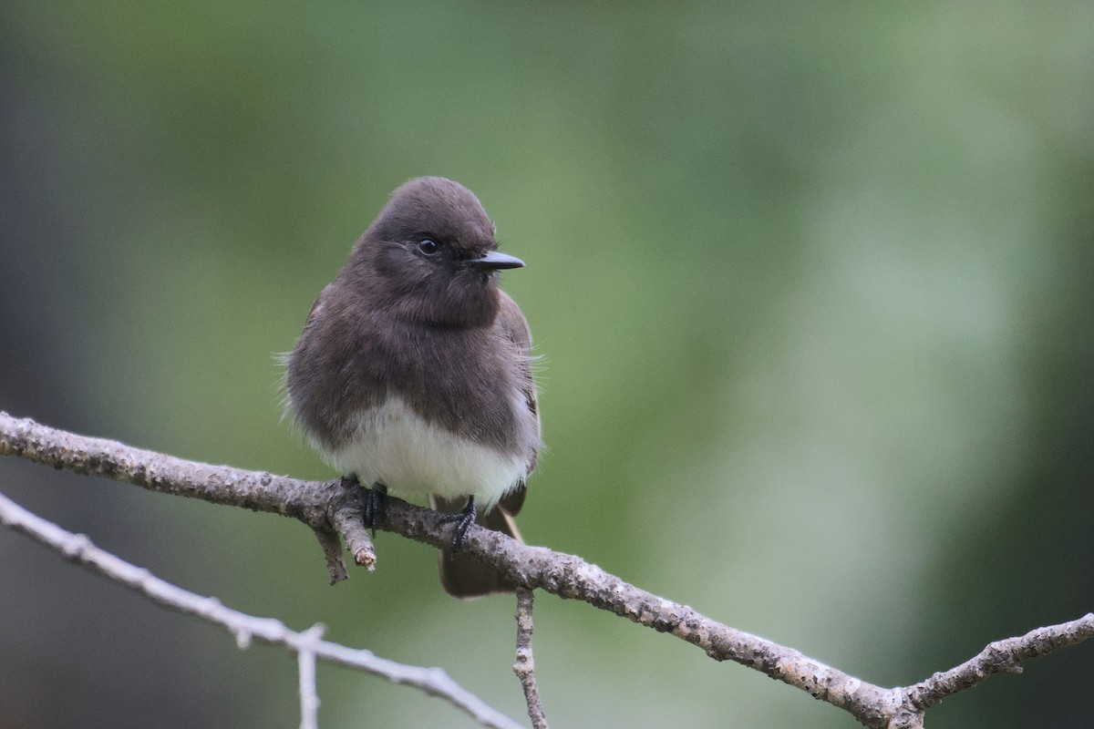 Black Phoebe - ML627960989