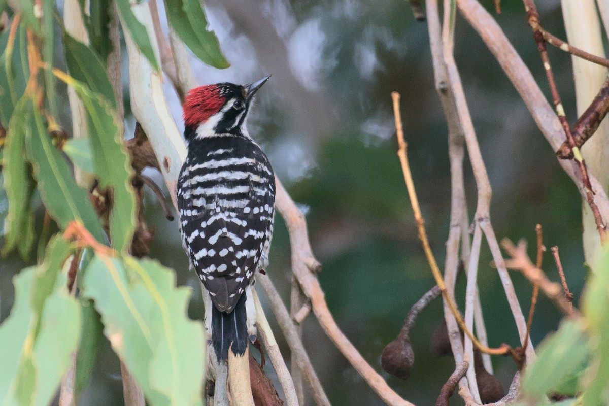 Nuttall's Woodpecker - ML627961000