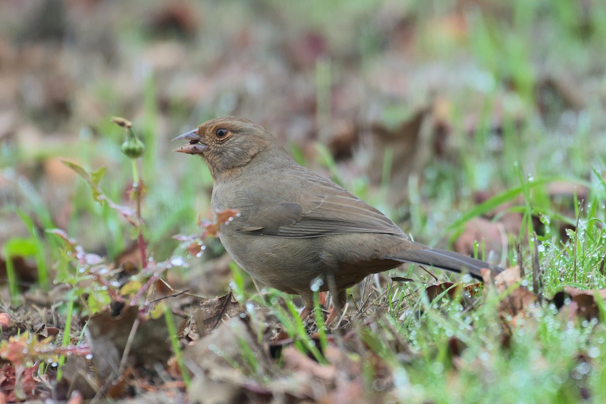 California Towhee - ML627961009