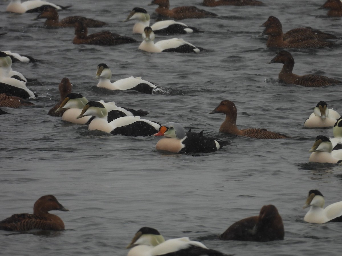 King Eider - ML627961029