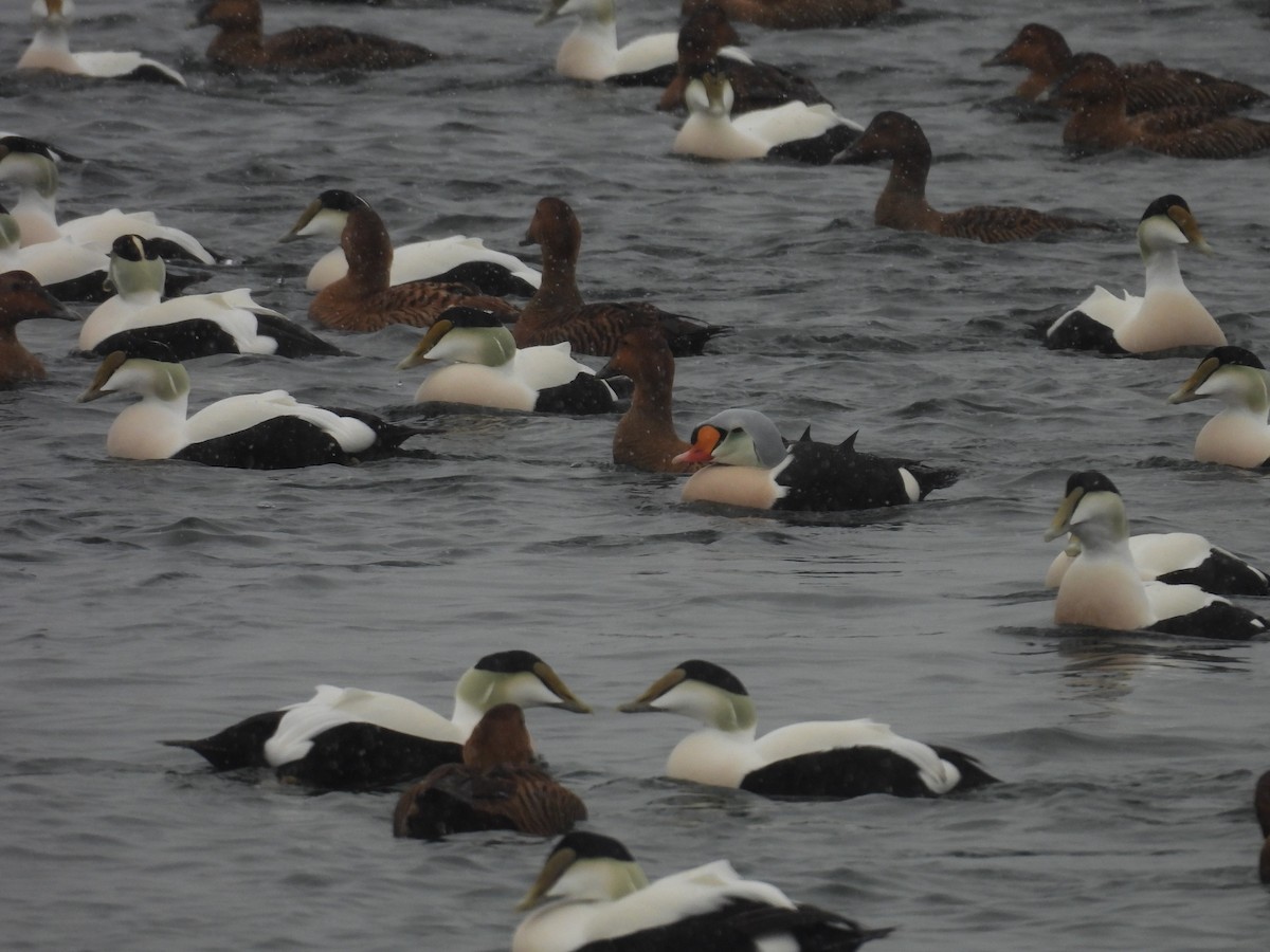 King Eider - ML627961030