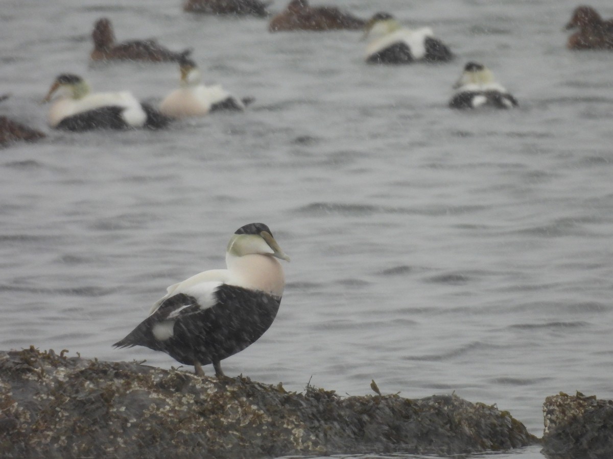 Common Eider - ML627961130