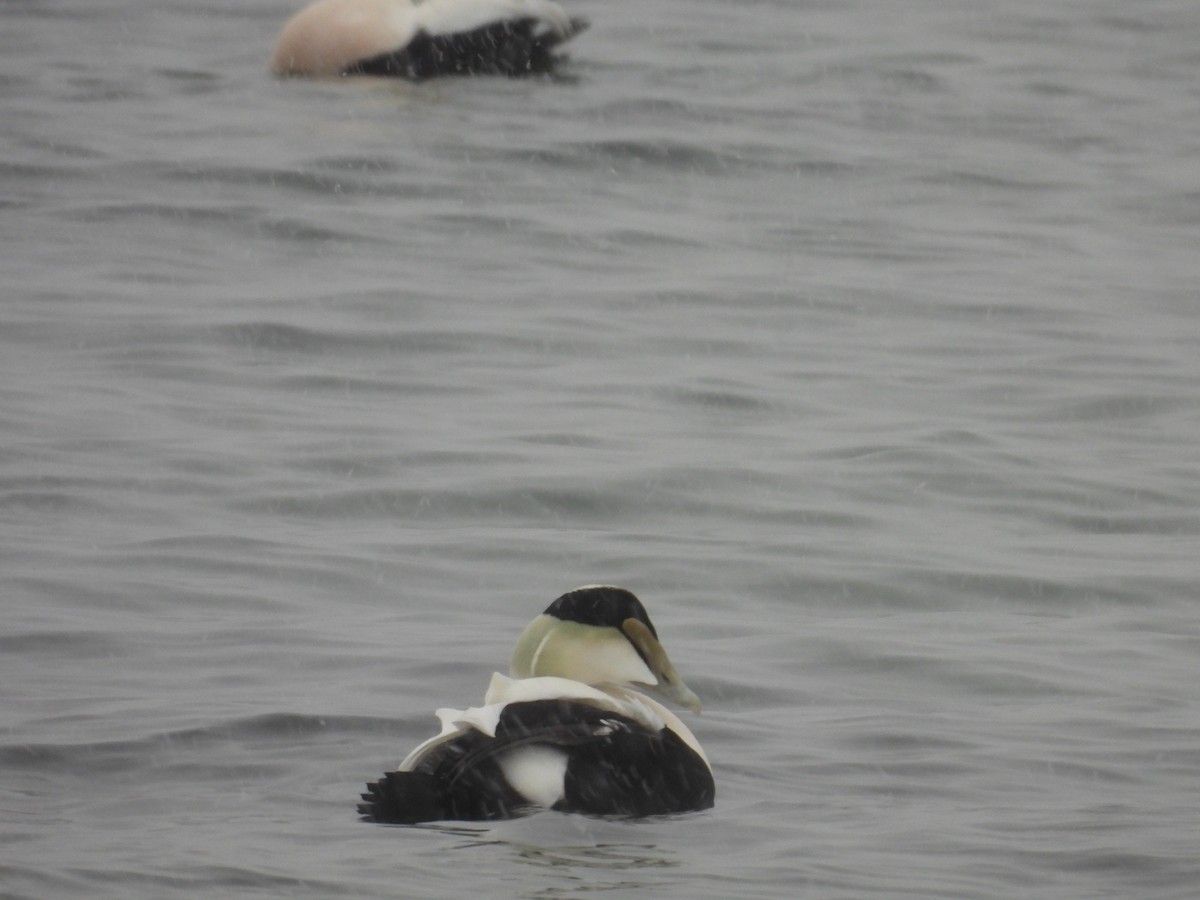 Common Eider - ML627961131