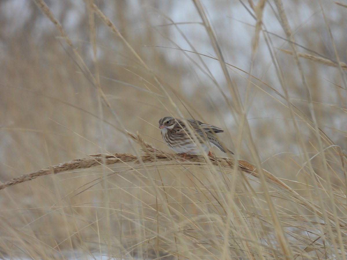 Savannah Sparrow - ML627961154