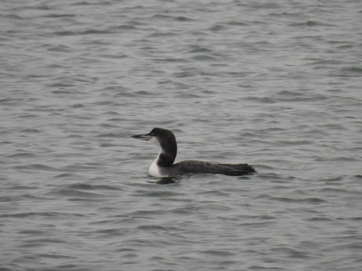 Common Loon - ML627961202