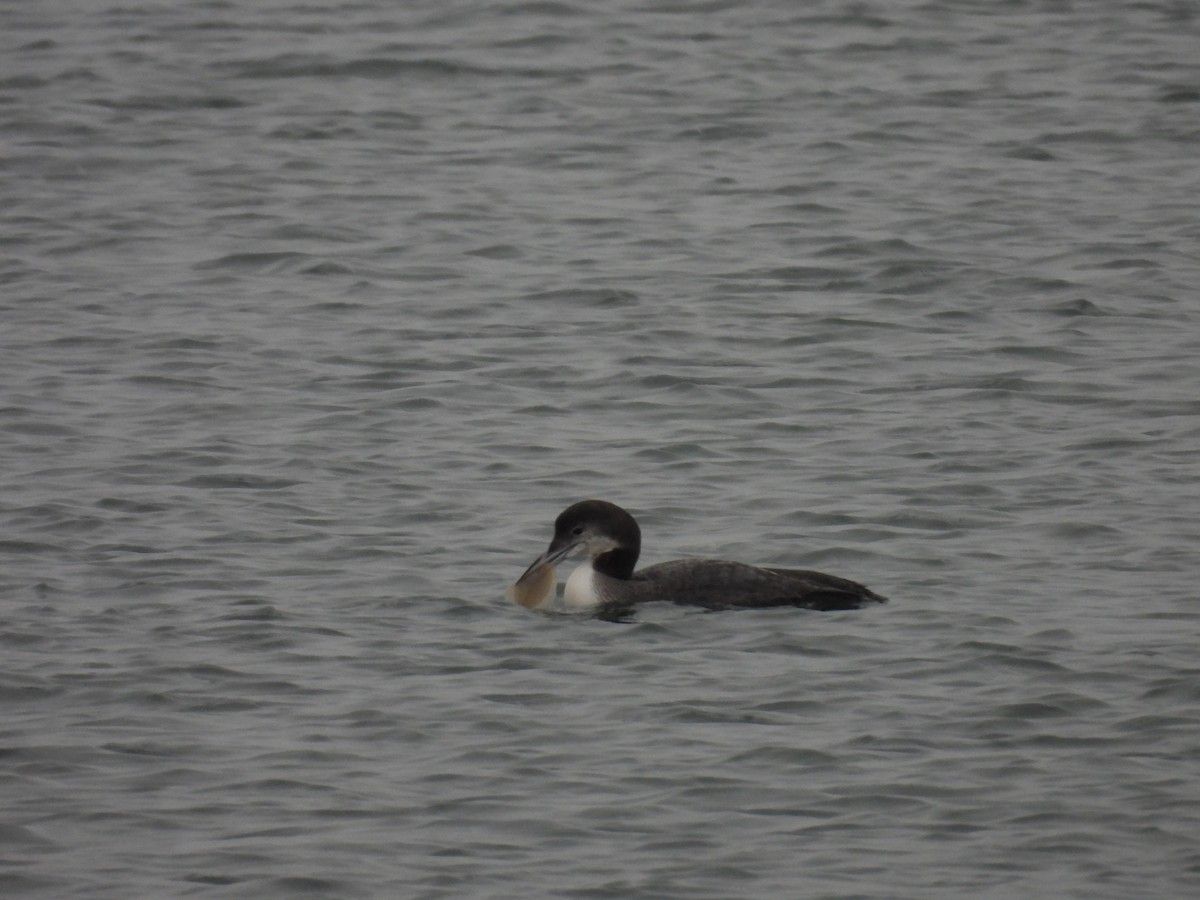 Common Loon - ML627961203