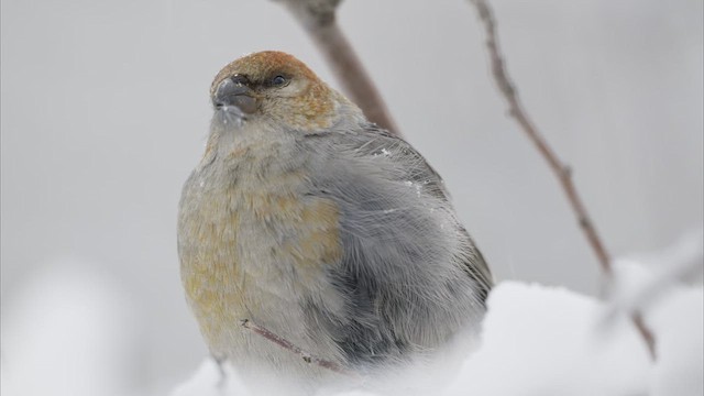 Pine Grosbeak - ML627961263