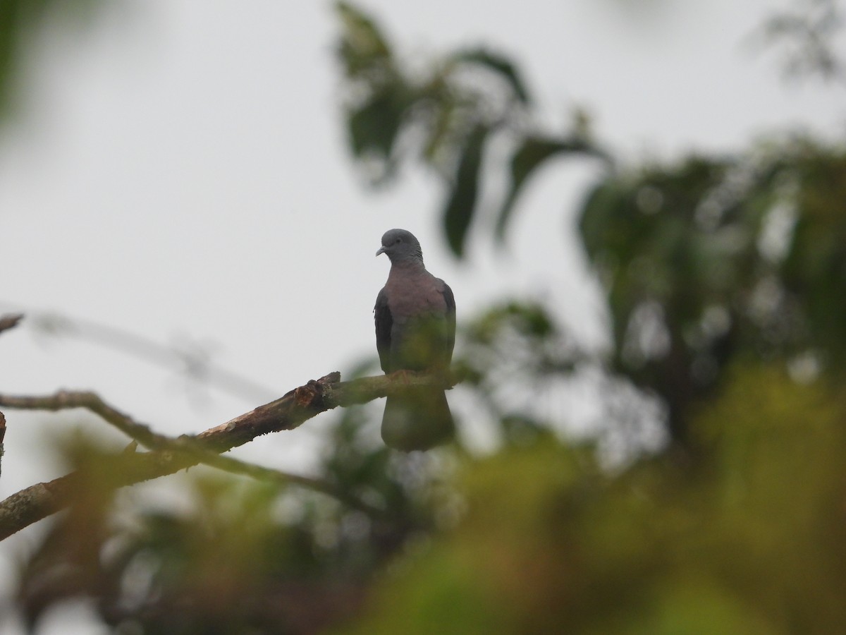 Eastern Bronze-naped Pigeon - ML627961287