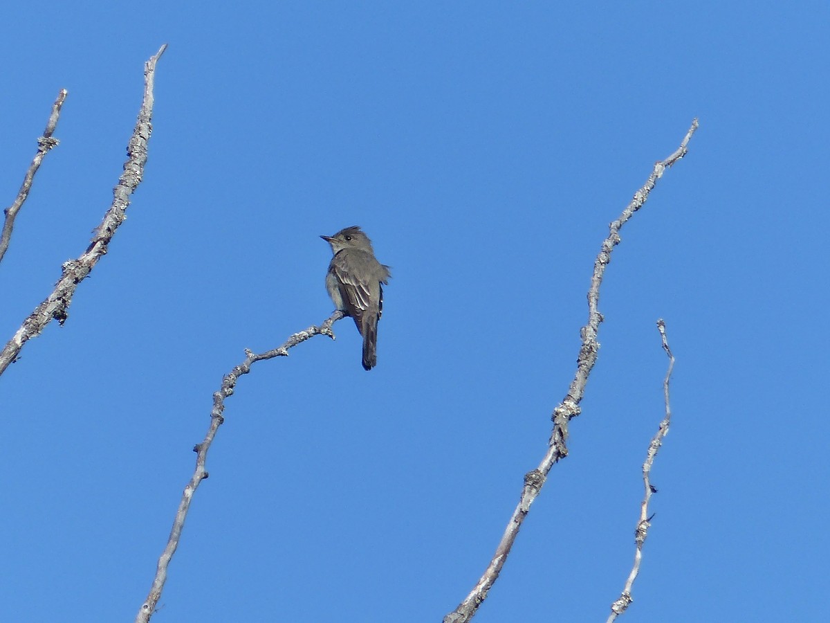 Western Wood-Pewee - ML627961336