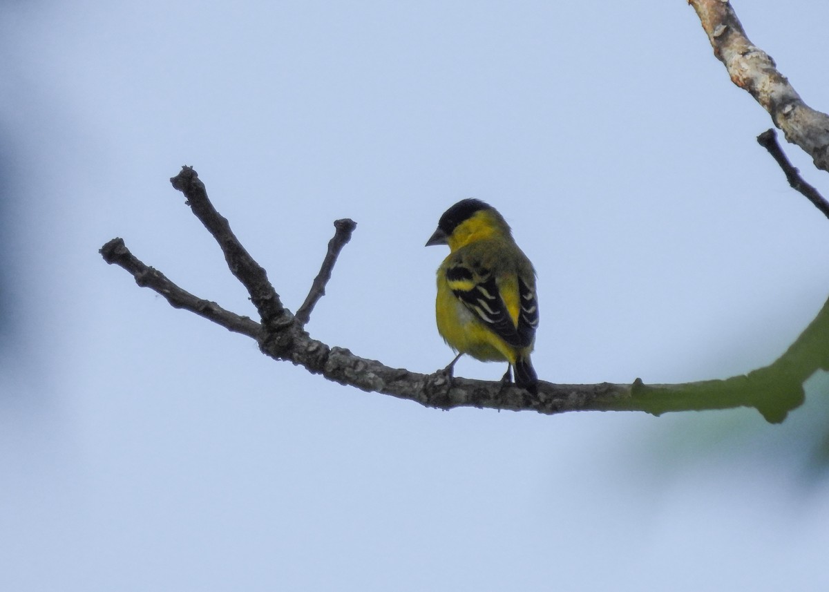 Yellow-faced Siskin - ML627961437