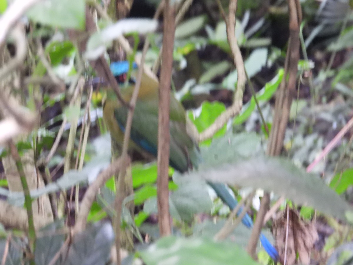 Blue-capped Motmot - ML627961467