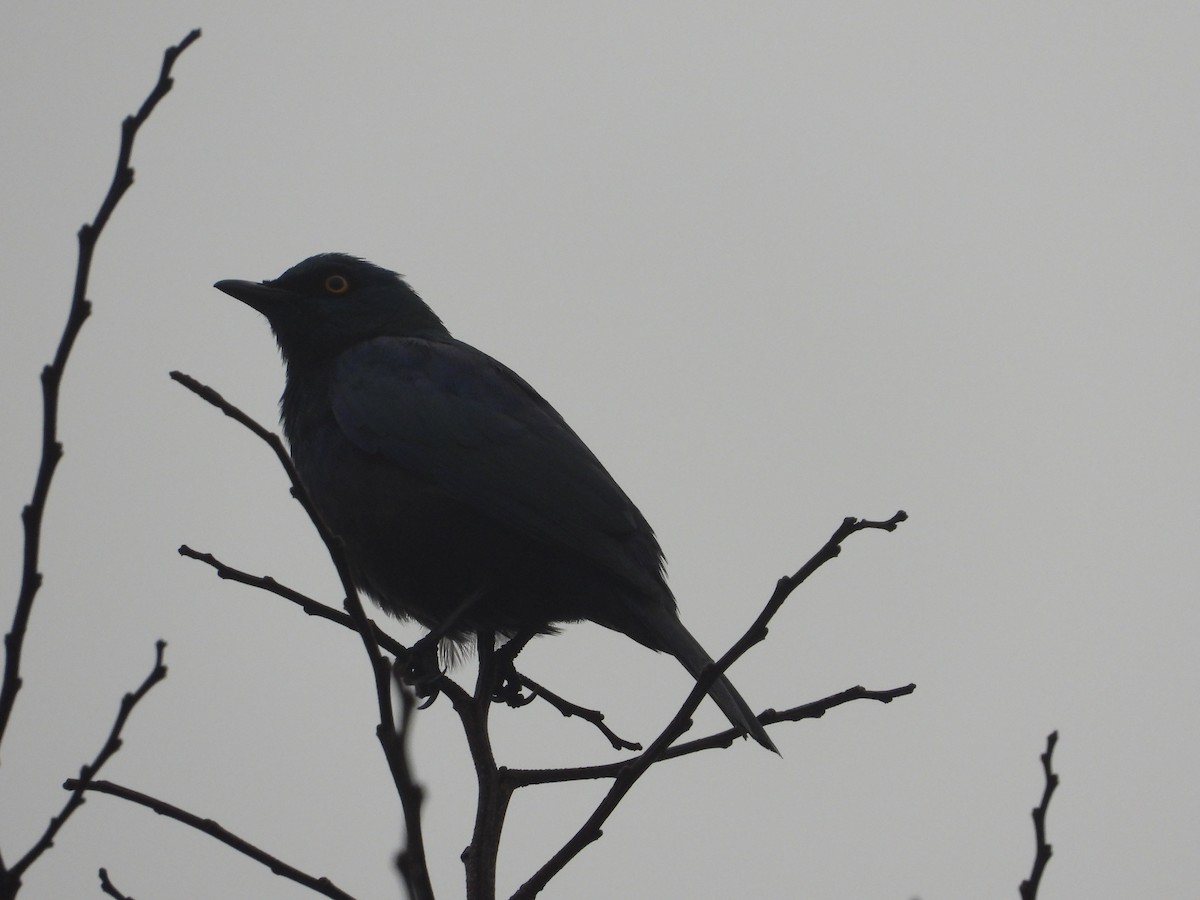 Black-bellied Starling - ML627961481