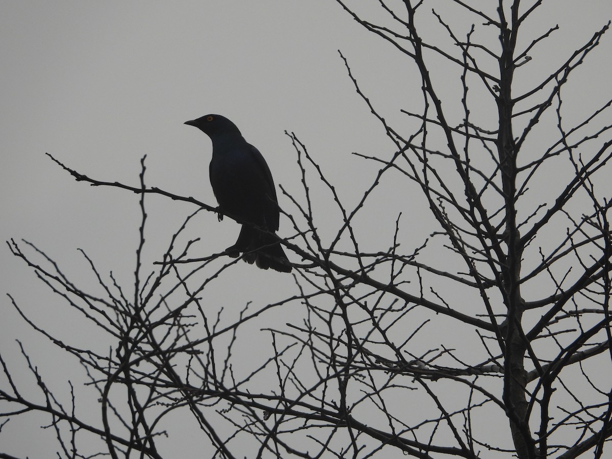 Black-bellied Starling - ML627961482