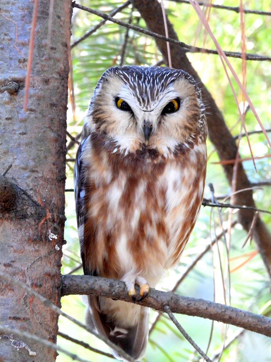 Northern Saw-whet Owl - ML627961555