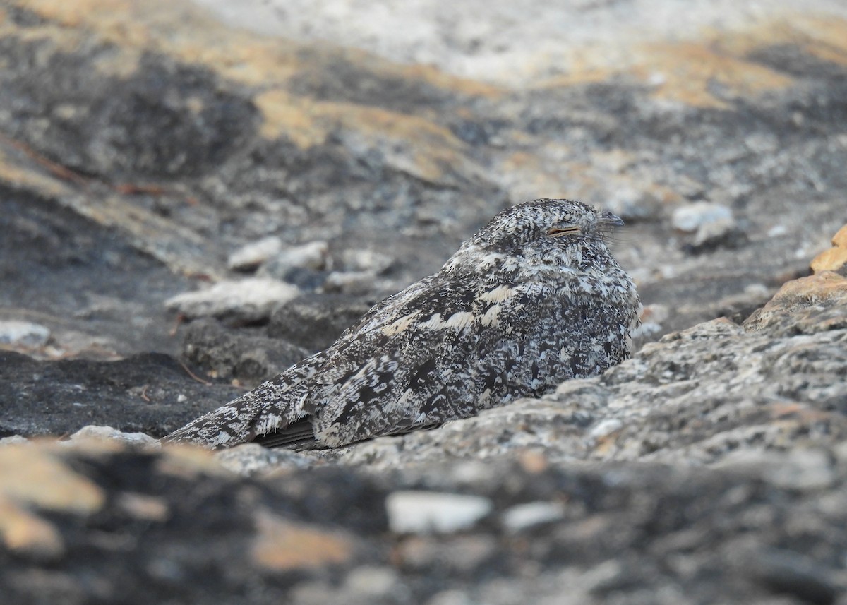 Pygmy Nightjar - ML627961566