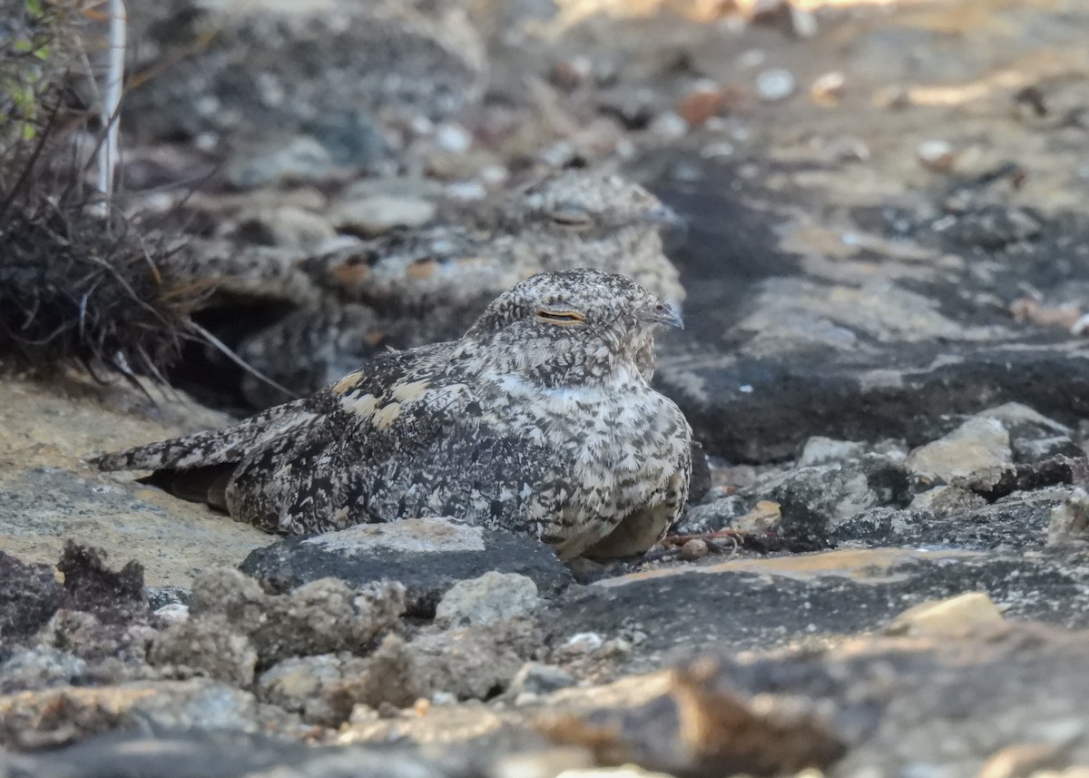 Pygmy Nightjar - ML627961567