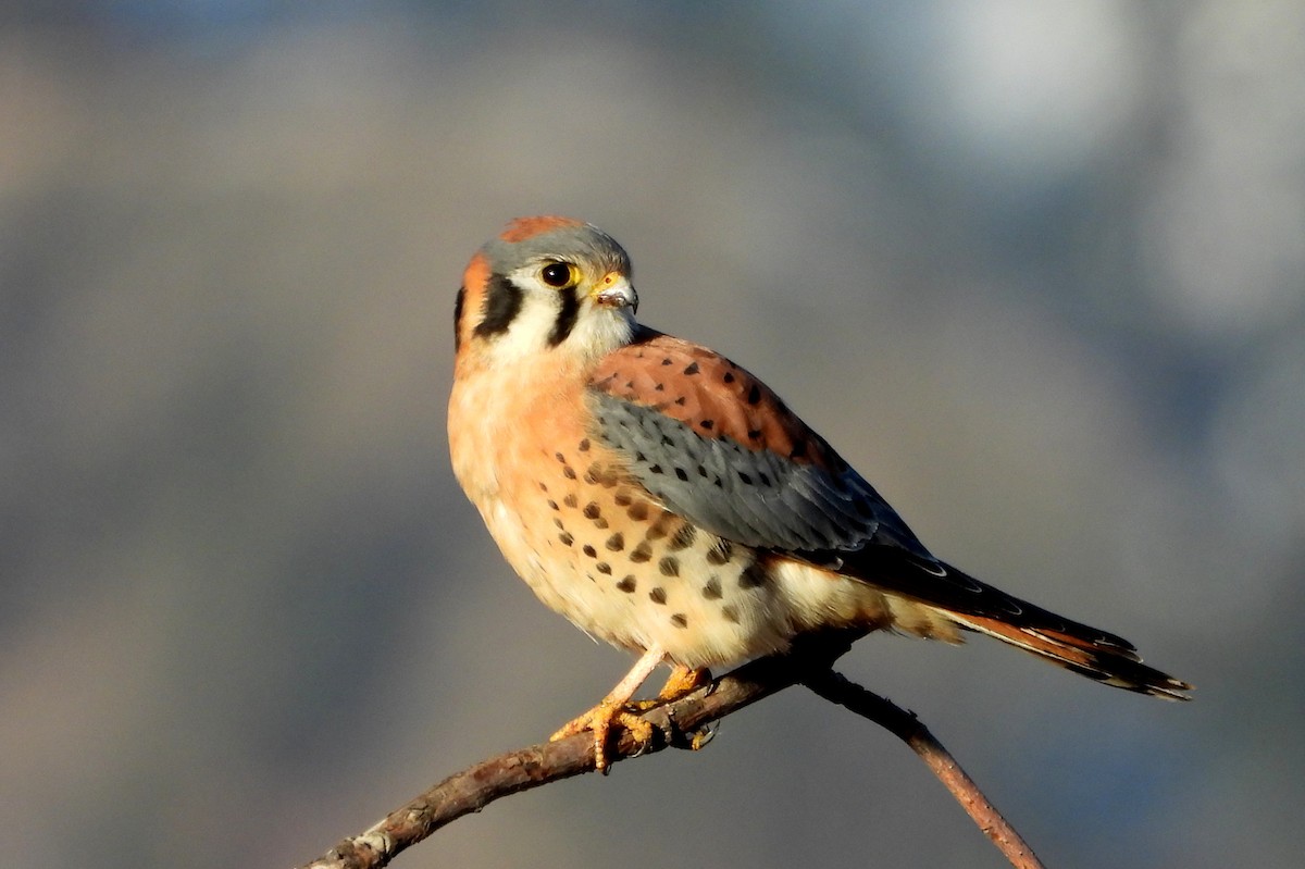 American Kestrel - ML627961599