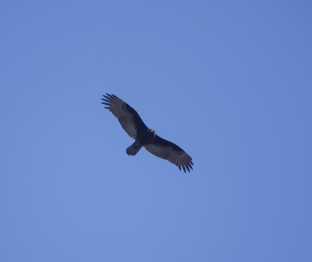 Turkey Vulture - ML627961627