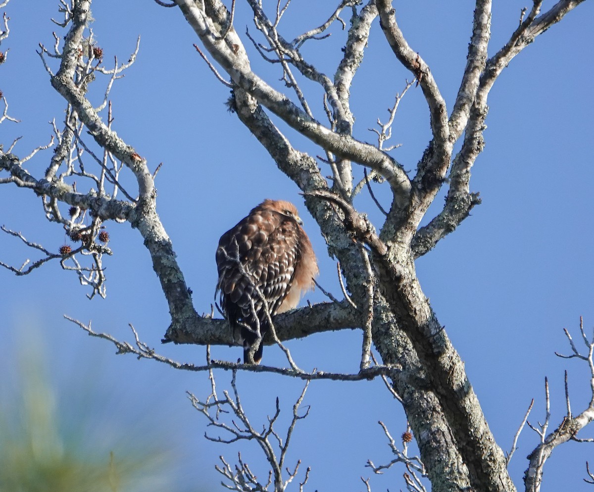Red-shouldered Hawk - ML627961631