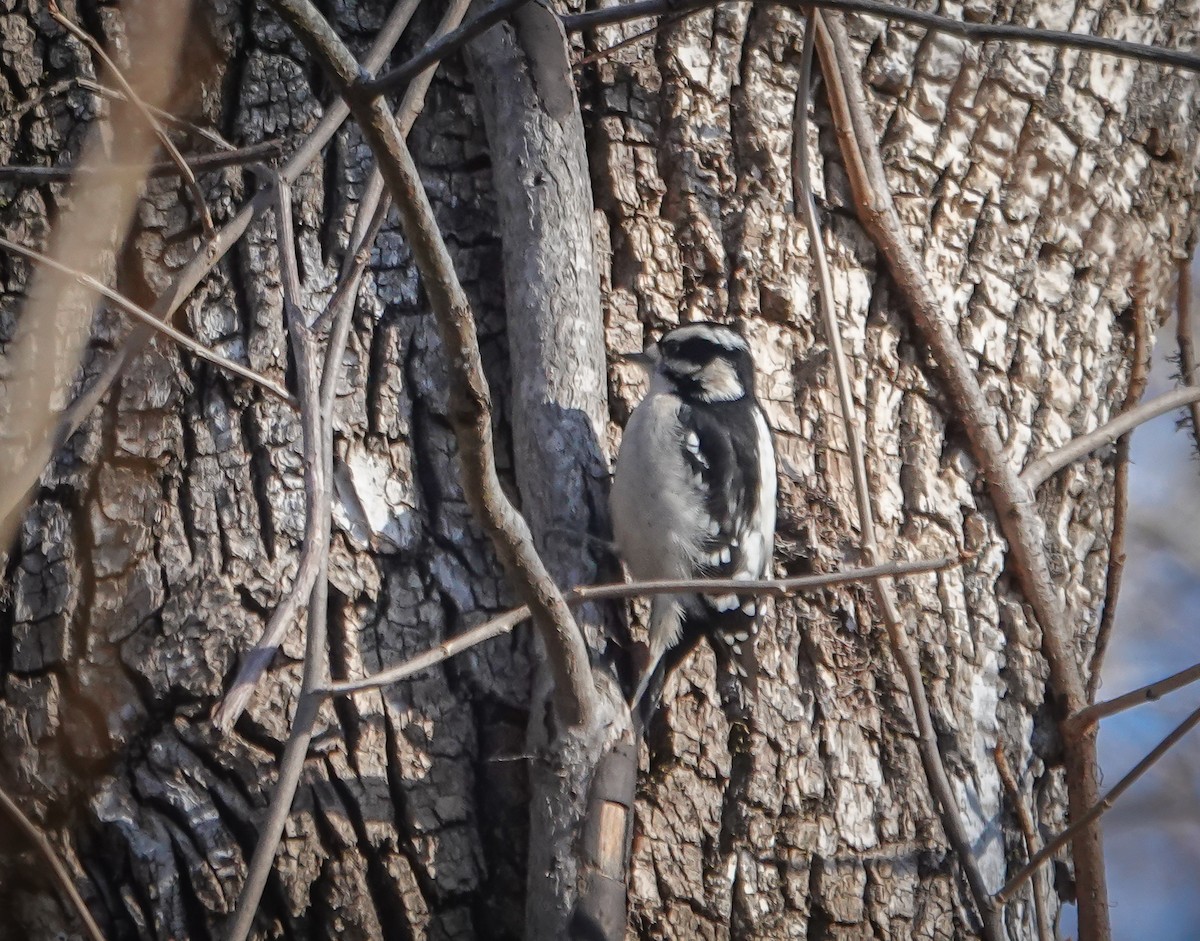 Downy Woodpecker - ML627961641