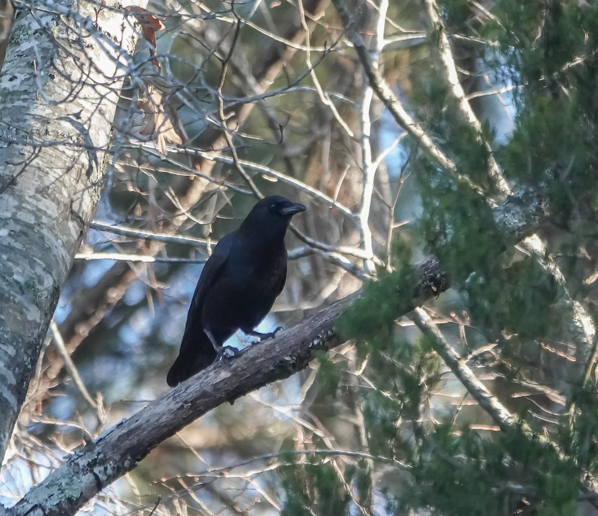 American Crow - ML627961646