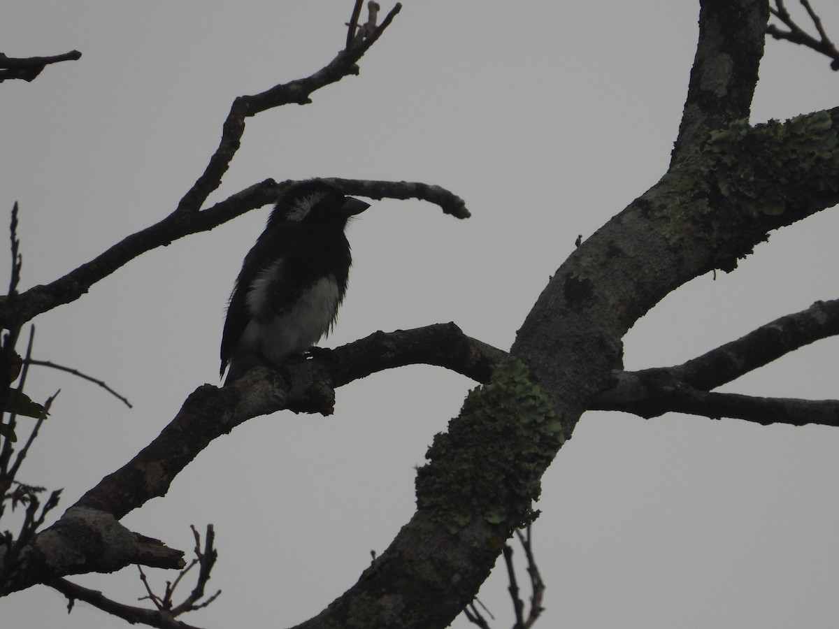 White-eared Barbet - ML627961693