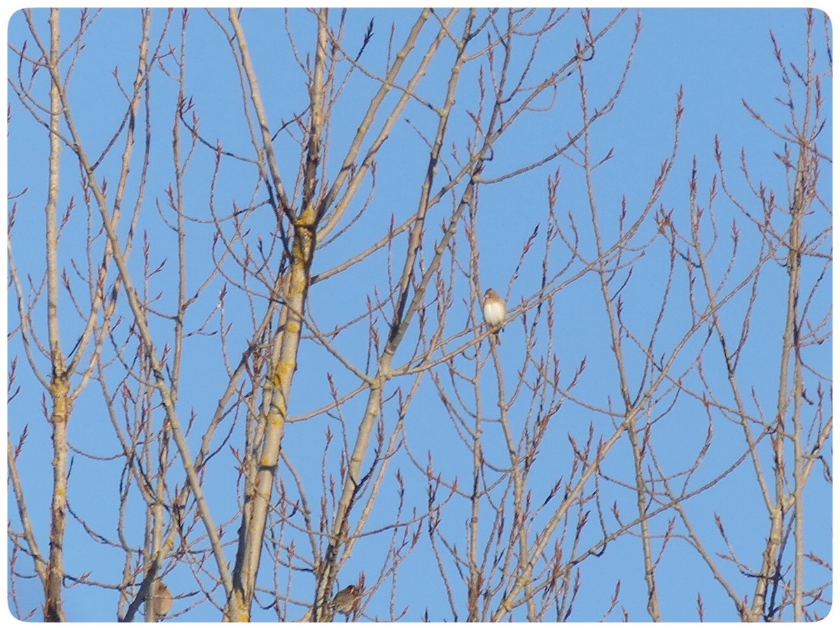Dağ İspinozu - ML627961754