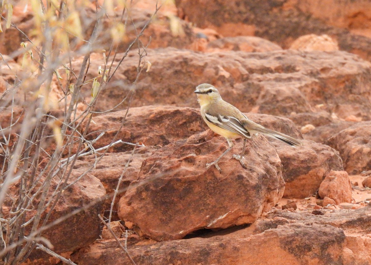 Bahia Wagtail-Tyrant - ML627961850