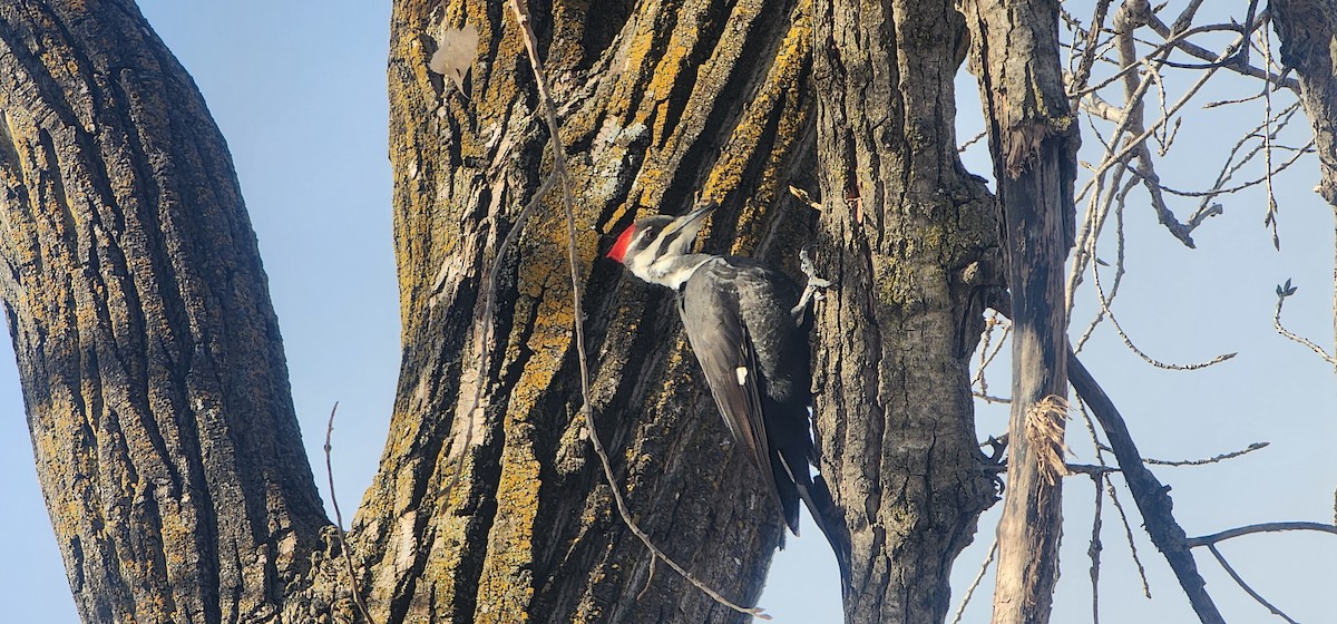 Pileated Woodpecker - ML627962087