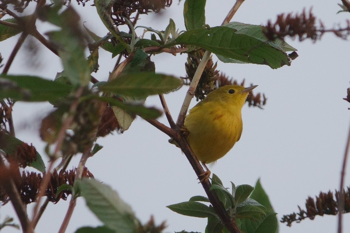 Northern Yellow Warbler - ML627962116