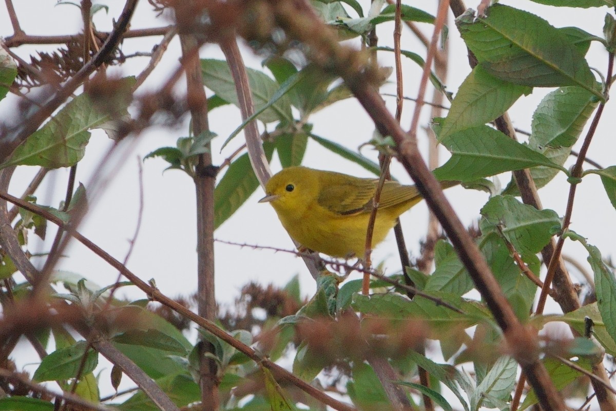 Northern Yellow Warbler - ML627962117