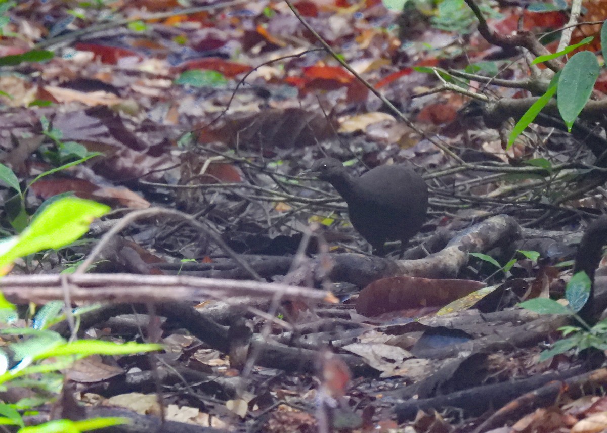 Cinereous Tinamou - ML627962175