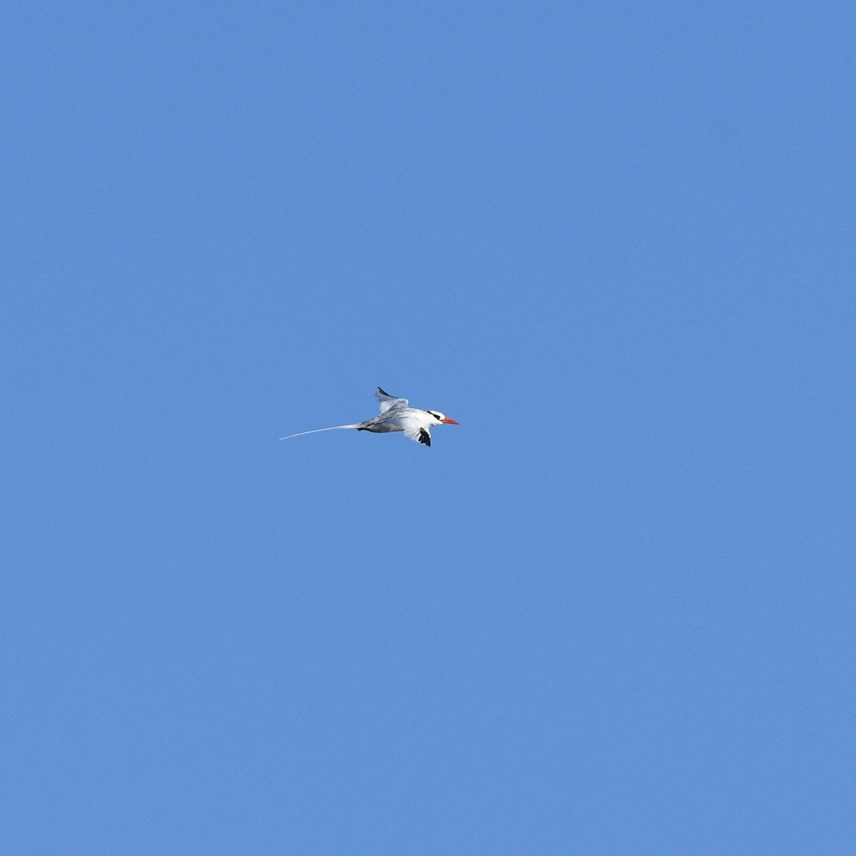 Red-billed Tropicbird - ML627962244