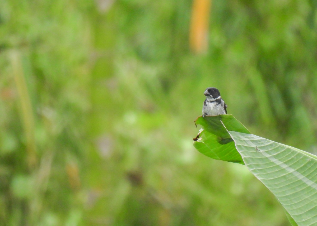 Wing-barred Seedeater (Caqueta) - ML627962252