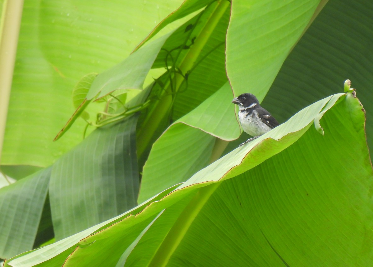 Wing-barred Seedeater (Caqueta) - ML627962253