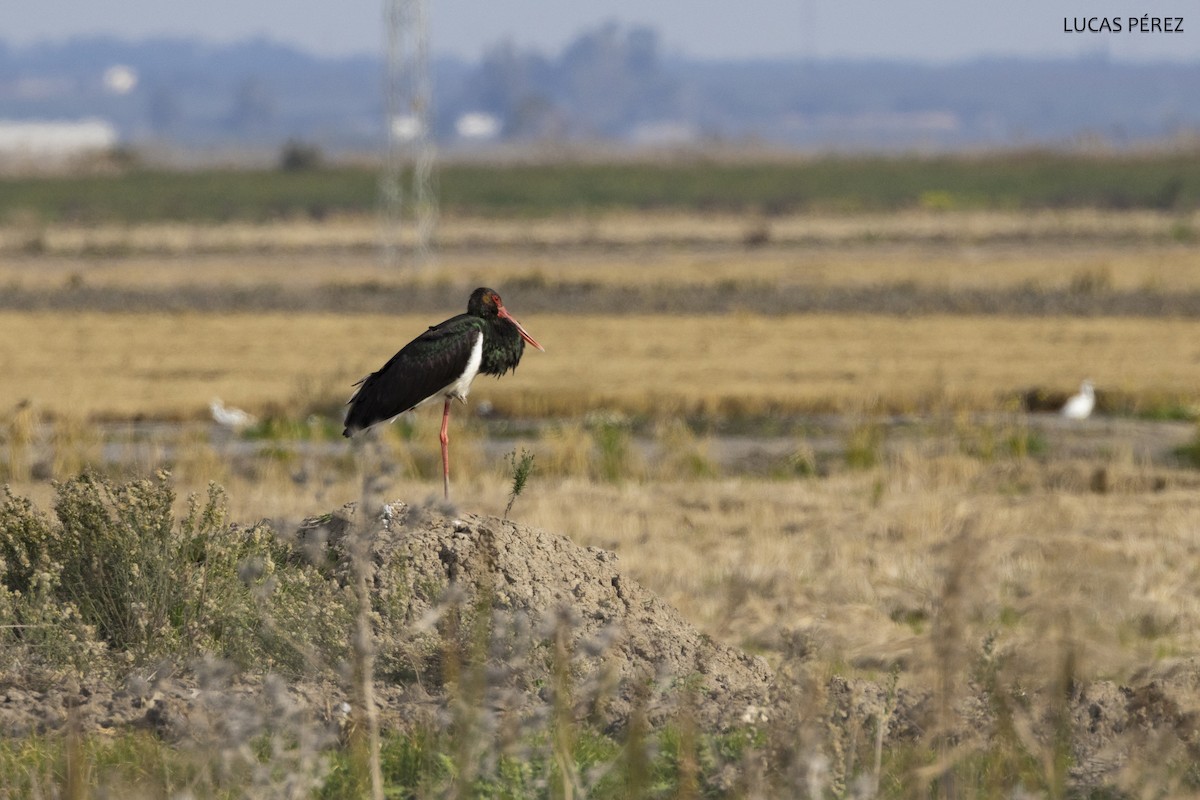 Black Stork - Lucas  Pérez