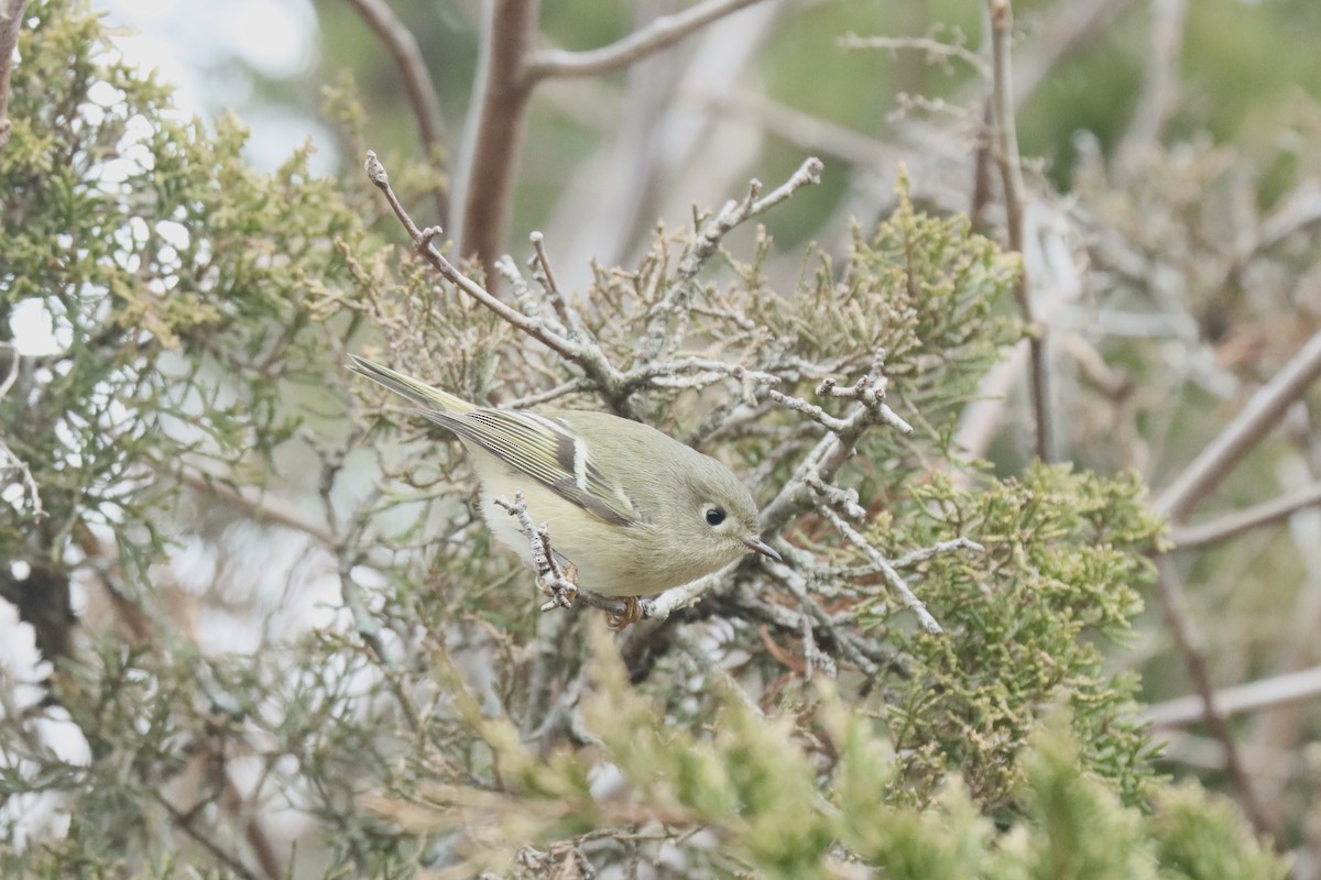 Ruby-crowned Kinglet - ML627962483