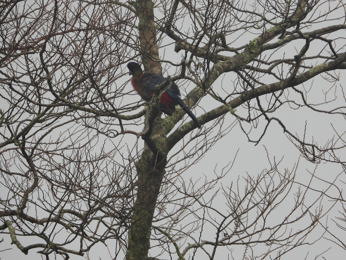 Purple-crested Turaco - ML627962541