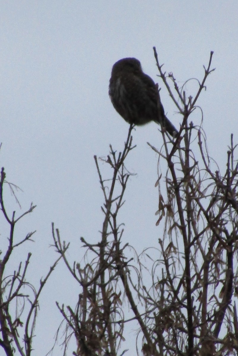 Northern Pygmy-Owl - ML627962571