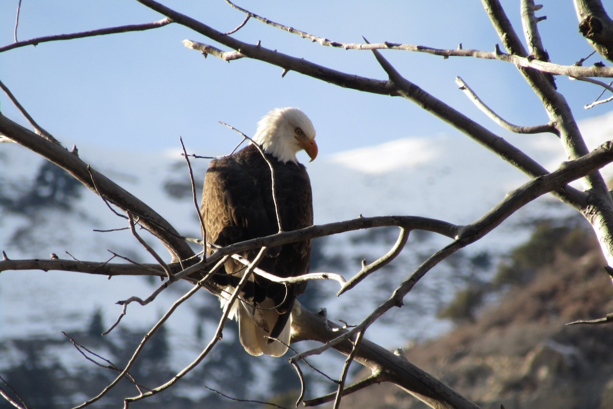 Bald Eagle - ML627962578