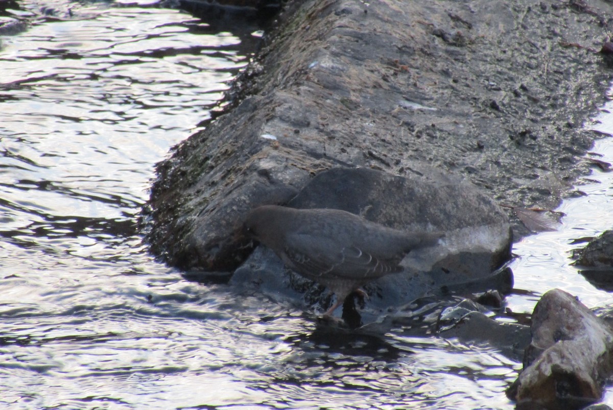 American Dipper - ML627962595