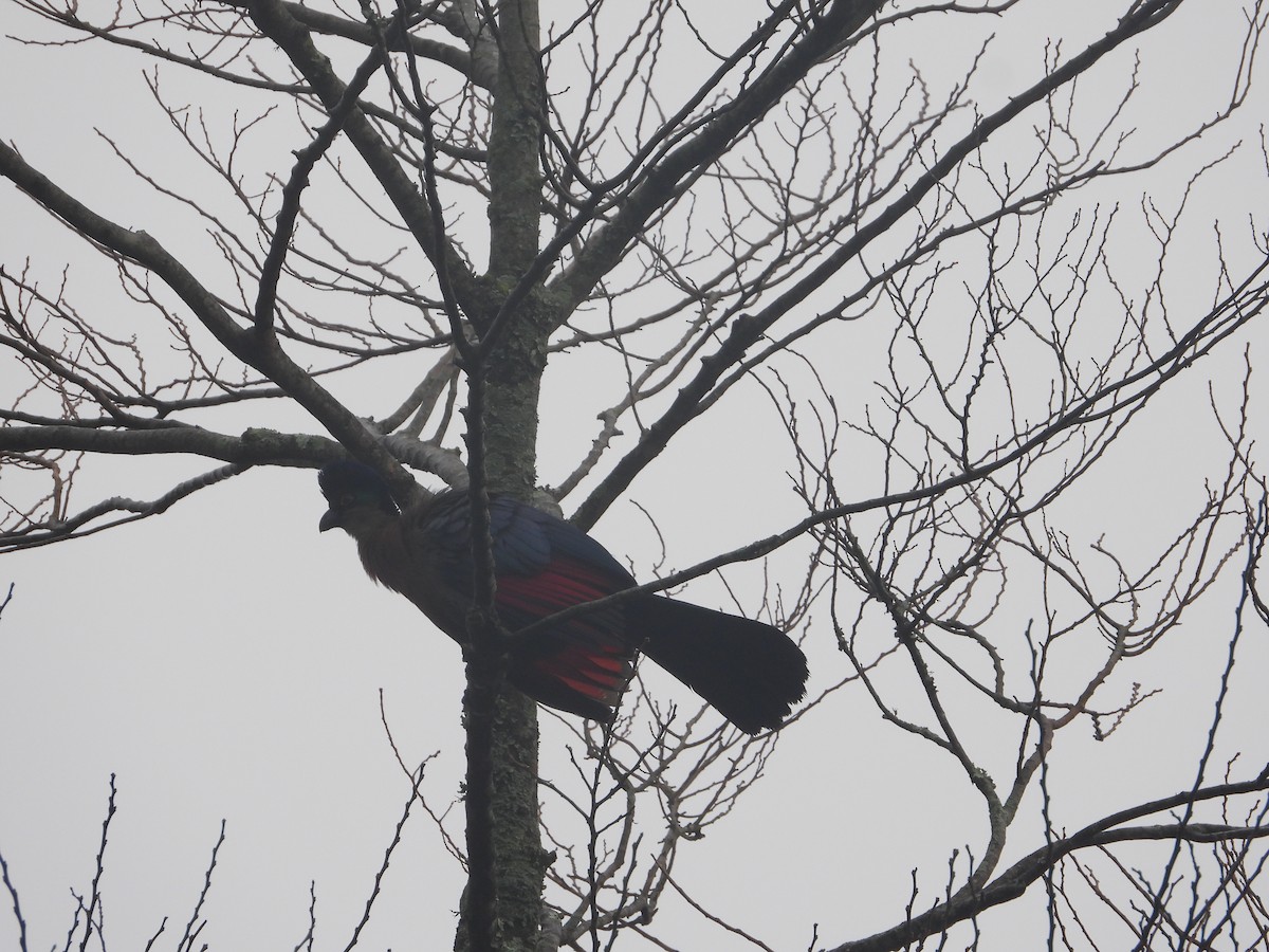 Purple-crested Turaco - ML627962616