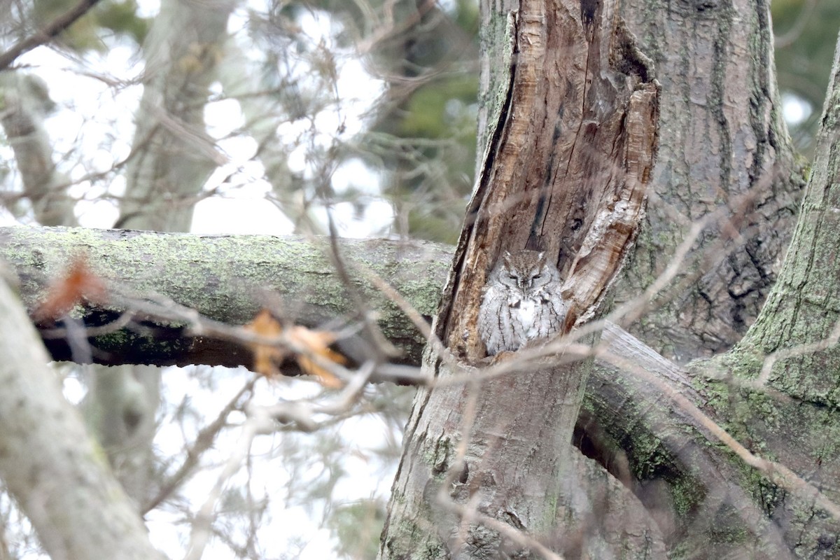 Eastern Screech-Owl - ML627962642