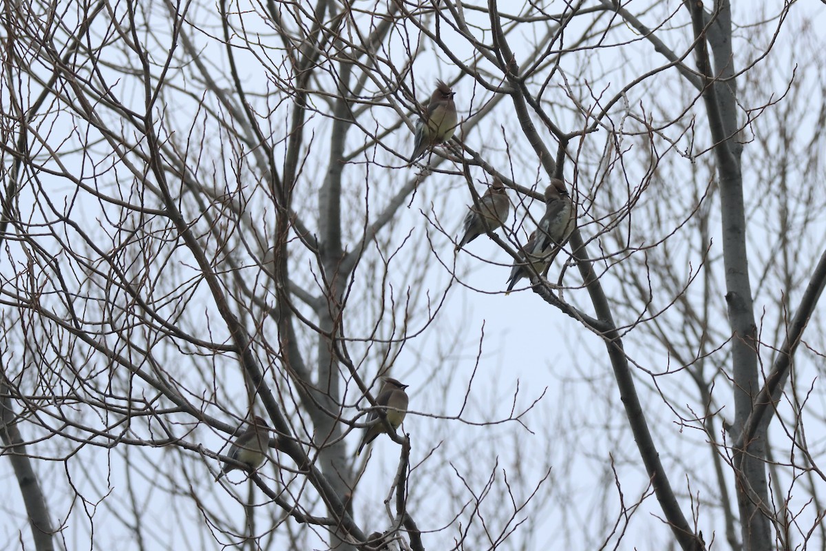 Cedar Waxwing - ML627962688