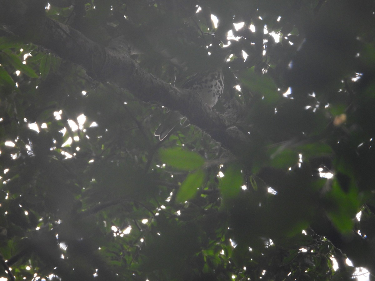 Spotted Ground-Thrush - ML627962705