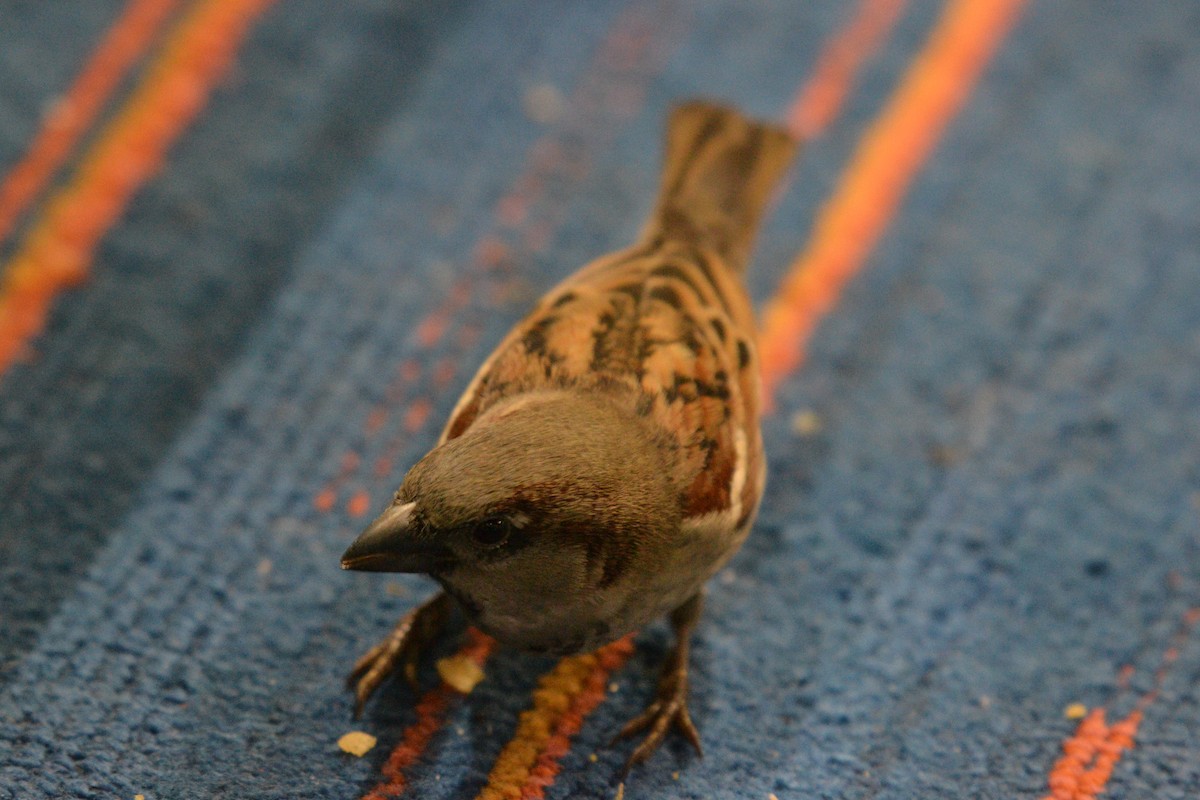 House Sparrow - ML627962719