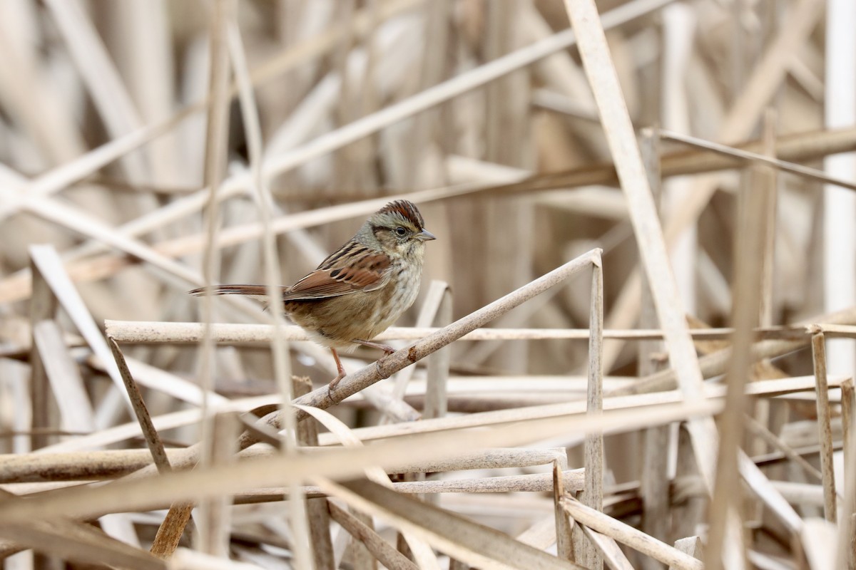 Swamp Sparrow - ML627962885